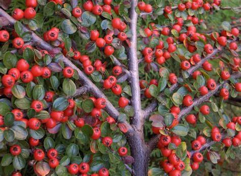 Rockspray Cotoneaster, Cotoneaster horizontalis, Seeds (Hardy Showy Fall Color) | Cotoneaster ...