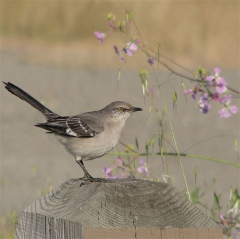 State Bird of Florida | Mockingbird