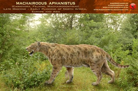 Machairodus aphanistus by RomanYevseyev on DeviantArt