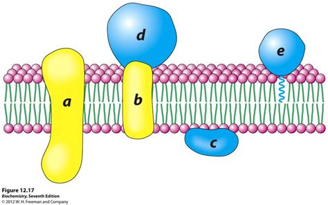 peripheral protein membranes - three ways of attaching