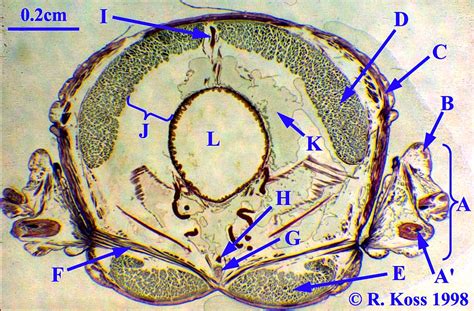 Earthworm Cross Section Labeled