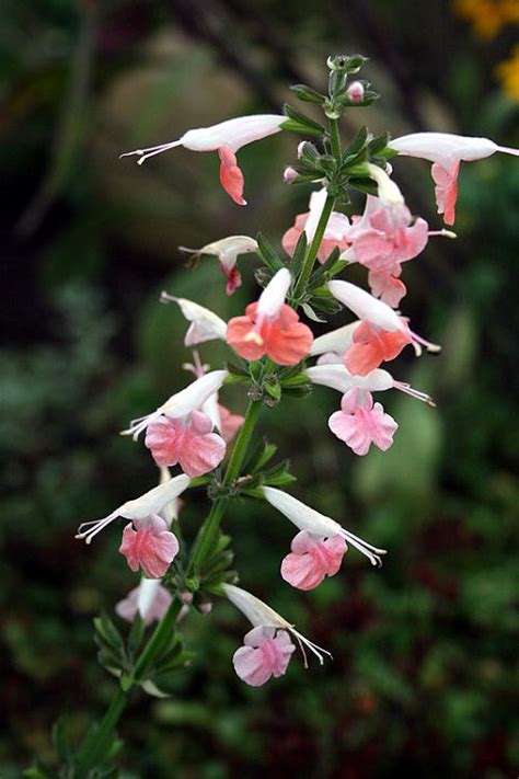 Salvia Seeds | Texas Sage Seeds | Coral Nymph 50 Seeds – trailingpetunia.com