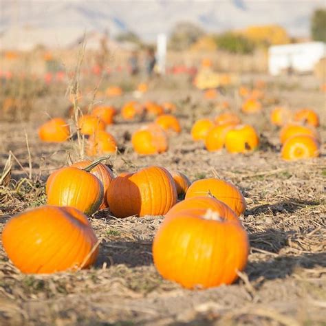 Studt's Pumpkin Patch and Corn Maze - Pumpkin Patch Near Me