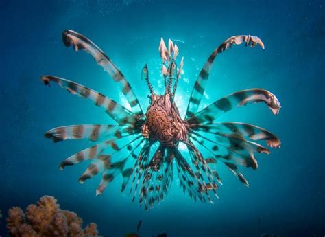 Prides of poisonous lionfish invading the Mediterranean