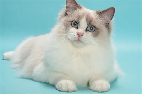 Mèo Ragdoll - 10 sự thật đáng yêu về giống mèo mắt xanh - Thucanh.vn ...