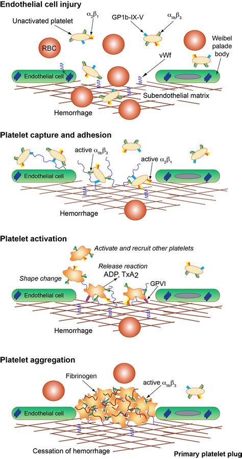 Sequence of events in primary hemostasis or the formation of the platelet plug | eClinpath