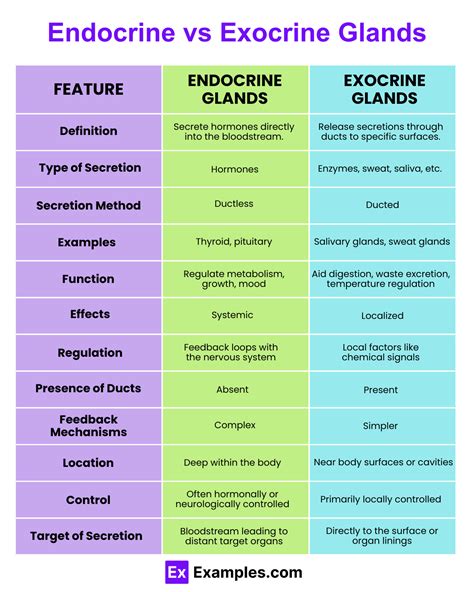 Endocrine vs. Exocrine Glands - Key Differences in Hormone Production