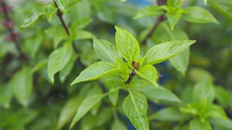 How to grow Thai basil: expert care and growing tips | Homes & Gardens