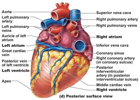 Heart Images Hd Biology - Webmd's heart anatomy page provides a ...