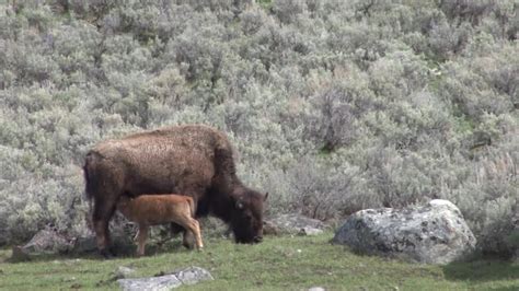 bison calf with adult bison at yellowstone - Classroom Clip Art