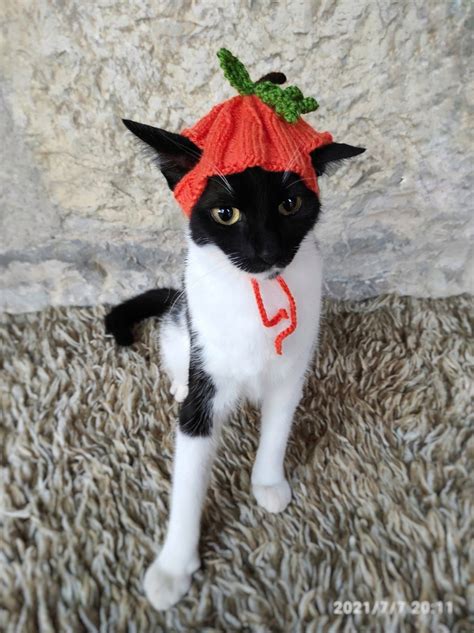 Pumpkin Hat for Cat Pumpkin Pet Costume Halloween Costume - Etsy