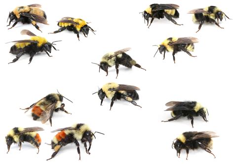 What you see: Scientists use human perception to define bumble bee mimicry