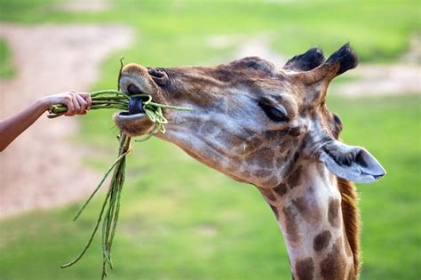 Feeding a giraffe at the zoo. Photo | Premium Download