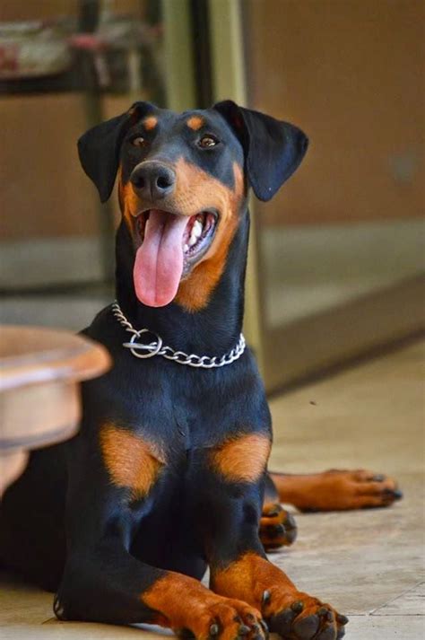 Doberman. | Doberman pinscher puppy, Dangerous dogs, Dogs