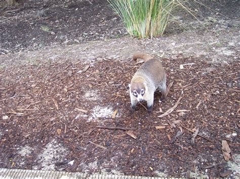 What Animals are Lurking on your Golf Course? • GolfStinks