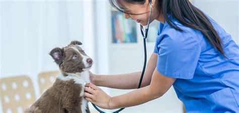 Heart Murmur in Dogs: Causes and Treatment | Apex Vets