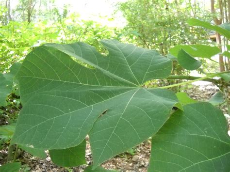 Gold Hill Plant Farm: Big Leaves