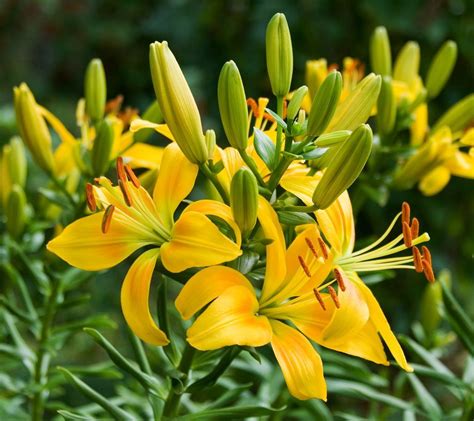 Yellow Lilies | Beautiful Flowers for Your Garden