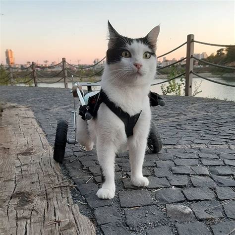 Meet The Beautiful Paralyzed Cat Who Loves Going On Adventures In Her Wheelchair! – Meow As Fluff