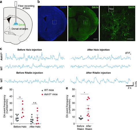 Elevation of dopamine level in the dorsal striatum of Ash1l +/− mice. a... | Download Scientific ...