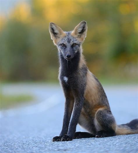 Cross fox | Fox species, Fox breeds, Pet fox