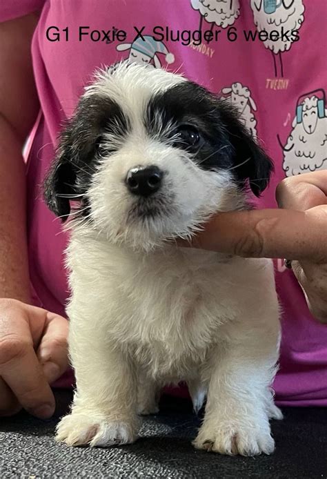 Russell Terrier Puppies For Sale - AKC PuppyFinder