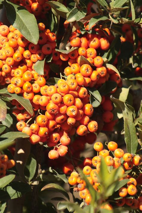 Orange Pyracantha Berry Clusters Free Stock Photo - Public Domain Pictures