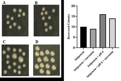 Effect of curcumin on Imipenem and Imipenem-acid in combination ...