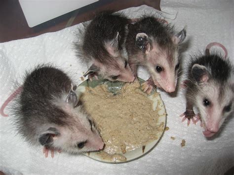 baby opossums eating | Flickr - Photo Sharing!