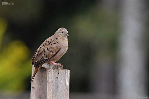 Species of the Columbidae family - Birdier