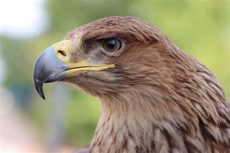 Wildlife in Ghana - Types of Ghanaian Animals - A-Z Animals