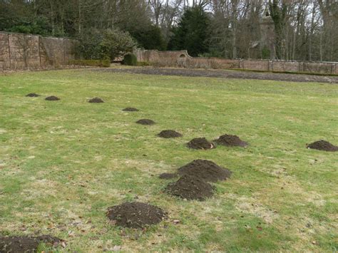 Mole Control - Budget Pest Control