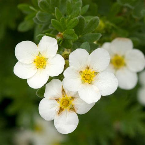 Potentilla fruticosa 'McKay's White' - Horsford Gardens and Nursery