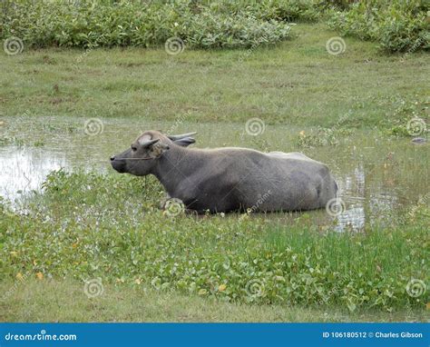 Buffalo, Water Bubalus Bubalis Stock Photo - Image of domesticated ...