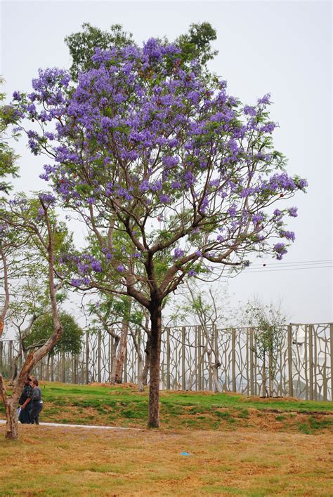 Tradicional Melodrama Intestinos arbol de color morado leopardo ...