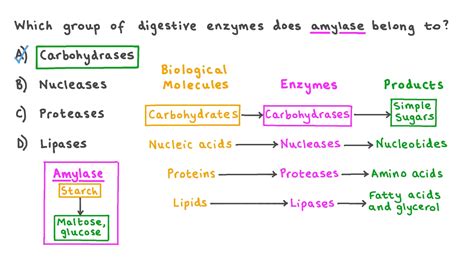 What Is The Difference Between Lipase And Amylase Activity - Infoupdate.org