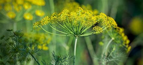 Fennel - The Lost Herbs