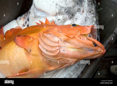 Shortraker rock fish hi-res stock photography and images - Alamy