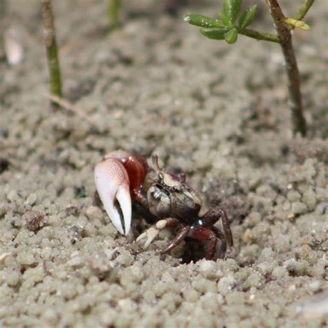 Fiddler Crabs - Fort Matanzas National Monument (U.S. National Park Service)