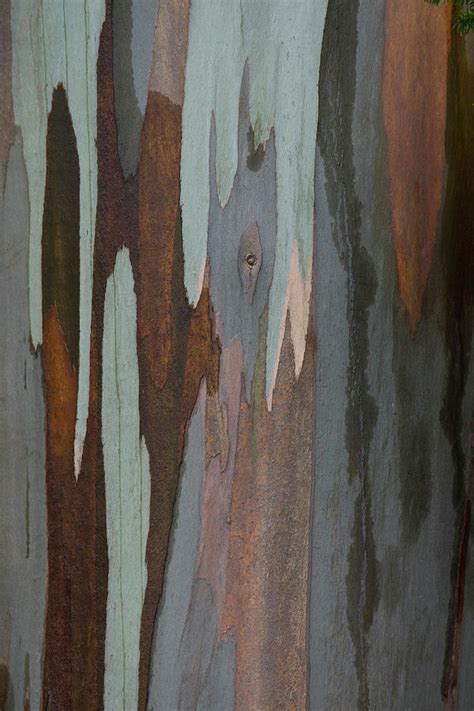 Eucalyptus Tree Bark Photograph by Darrell Gulin - Pixels