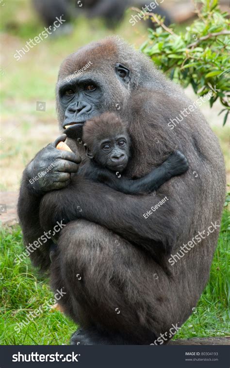 Gorilla Baby Mother