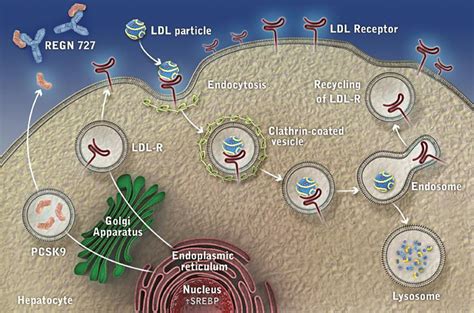 PCSK9 Inhibitors for LDL Cholesterol Reduction: Emerging Clinical Perspectives | Consultant360