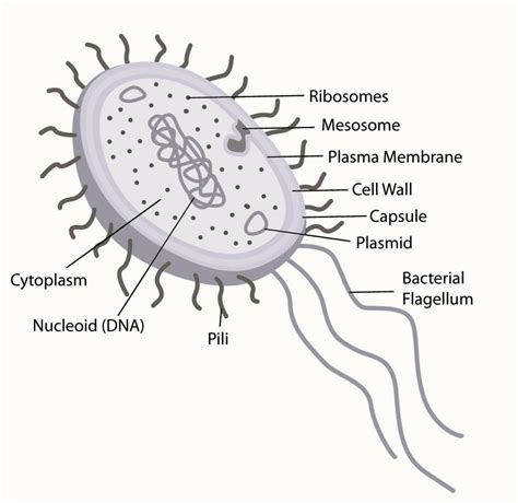 Diagram of a Prokaryotic Cell - CBSE Class Notes Online - Classnotes123