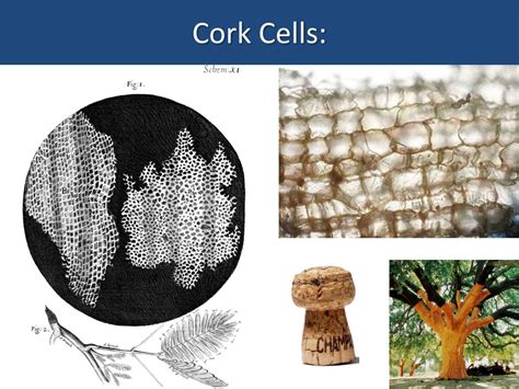 PPT - Cork Cells: PowerPoint Presentation, free download - ID:2217889