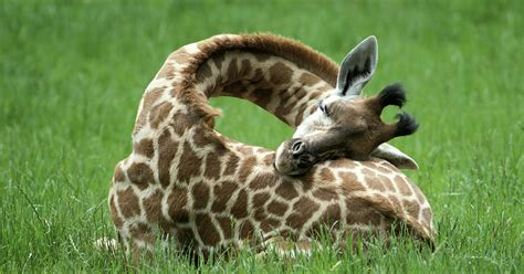 13 Pics Of How Giraffes Sleep, In Case You Didn’t Know | Bored Panda