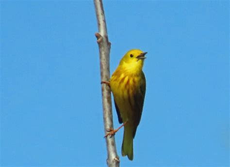 Some Vermont Spring Birds - Vermont Birder