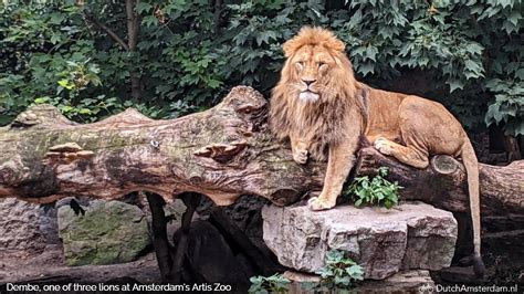 Artis Amsterdam Royal Zoo - Amsterdam Tourist Information