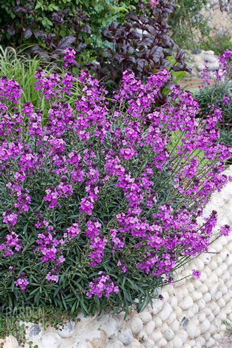 Erysimum 'Bowles's Mauve' - The Beth Chatto Gardens