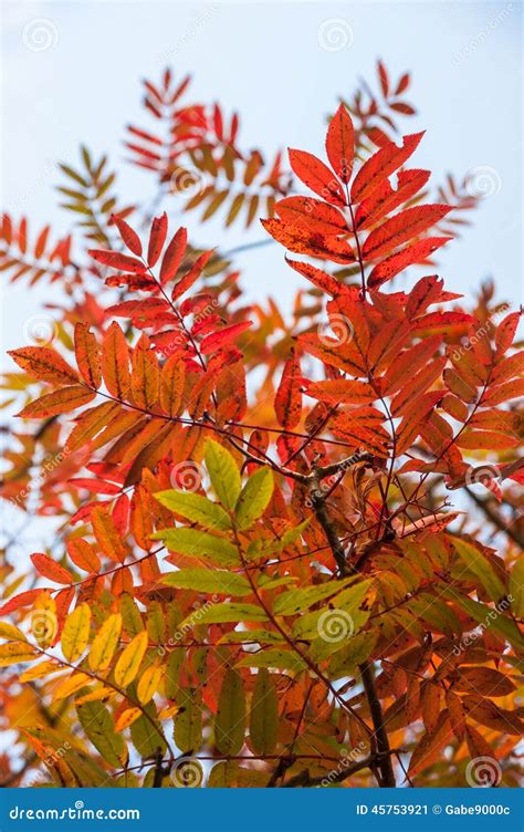 Ash Tree Autumn Leaves Colours Stock Image - Image of autumn, colorful: 45753921