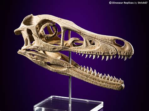 Replica Velociraptor skull - 3D printed model